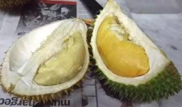 网友爆料榴莲视频大全,网友爆料视频大全，带你领略热带果王的风采